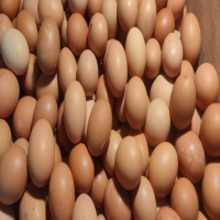 TELUR AYAM NEGRI 1 KG