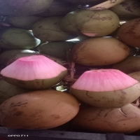 Kelapa Hijau Super 