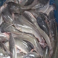 Ikan Lele