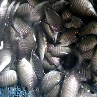 Ikan Gurame