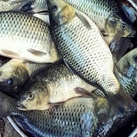 Ikan Mas