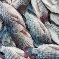 Ikan Nila