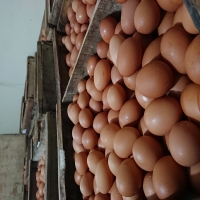 Telur Ayam Negri Curah