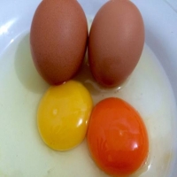 Telur Ayam Omega Curah