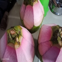 Kelapa ijo obat