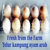 Telur Kampung Ayam Arab Pengiriman setiap Rabu dan Minggu